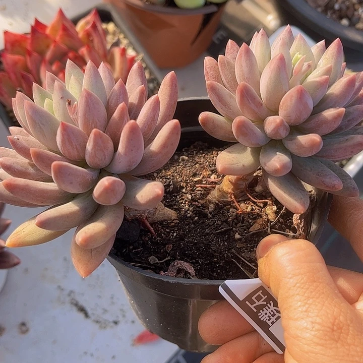 虞姬12110多肉植物