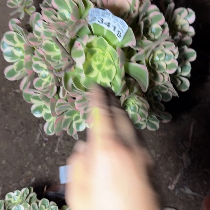 23419女巫多肉植物
