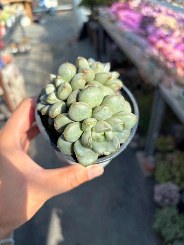 葡萄多肉整群9㎝盆 只发新疆一单包邮