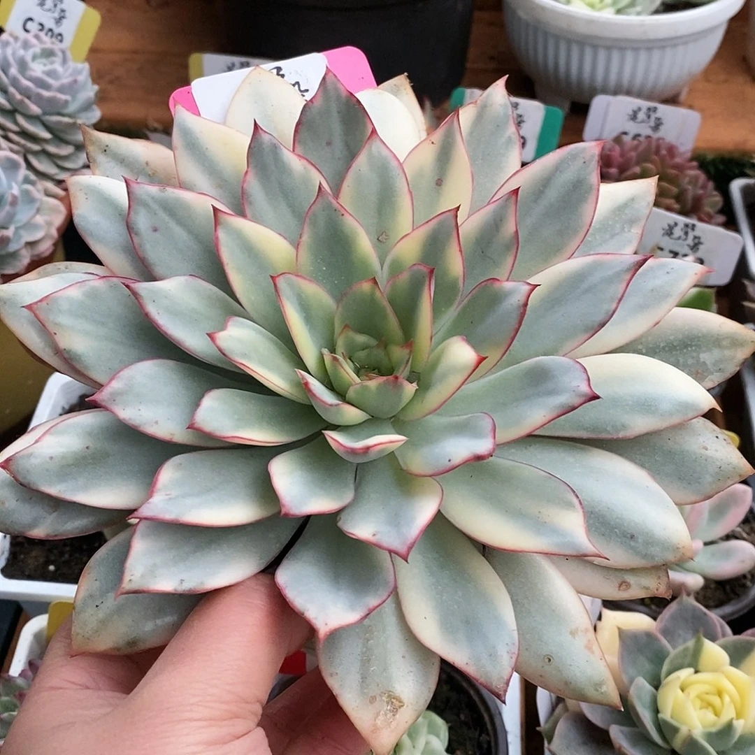 704月光女神哈哈哈哈哈