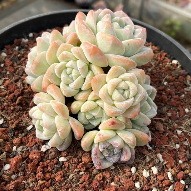 奶油冰玉整桩自然群