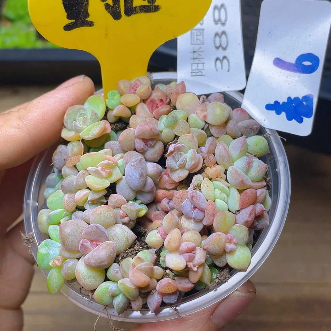 量拍多肉植物多肉植物388