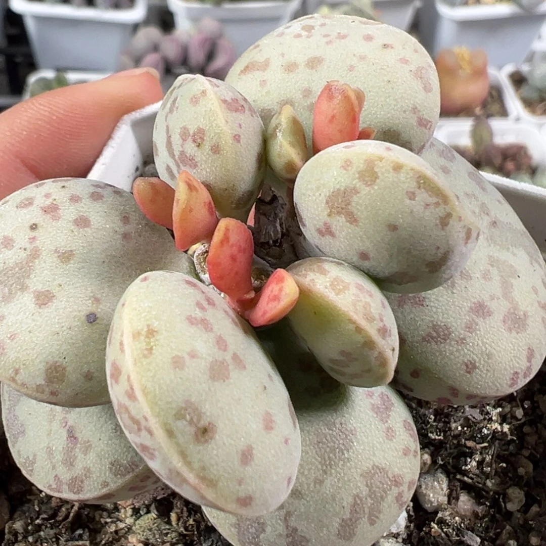 w带桩花蛋多肉植物水泡
