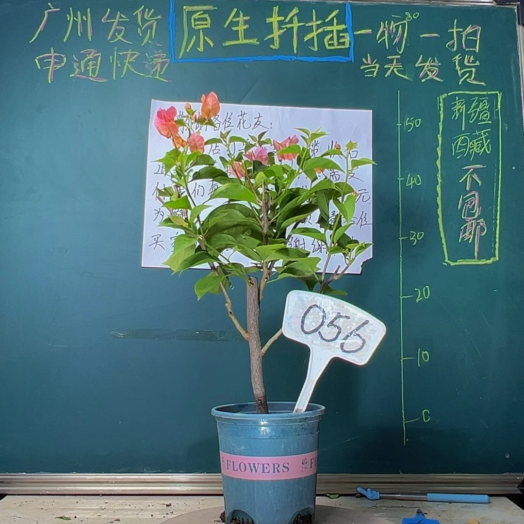 当前无花栽培后可以开花粗杆 波伊斯玫瑰056