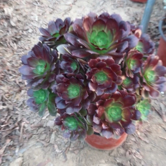 兲***蓙赤焰莲法师多肉植物14