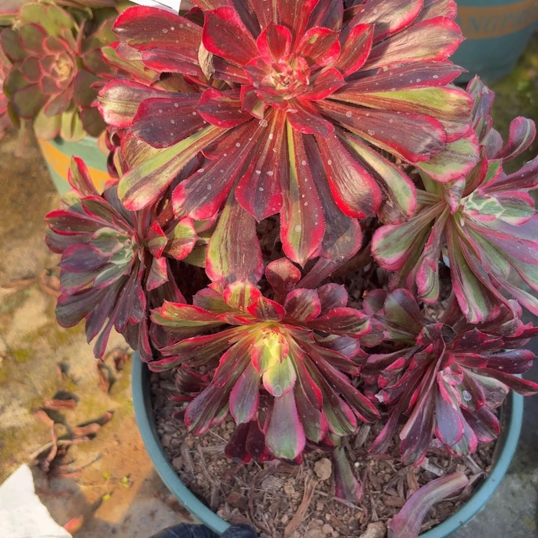 782同花顺多肉植物多去
