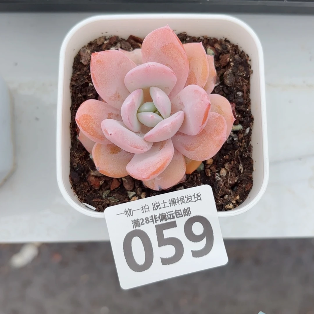 奶茶单头无盆土发货