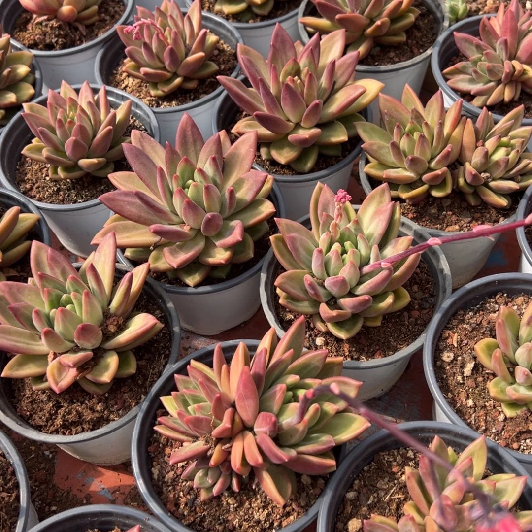 多肉植物迷雾泡泡四个