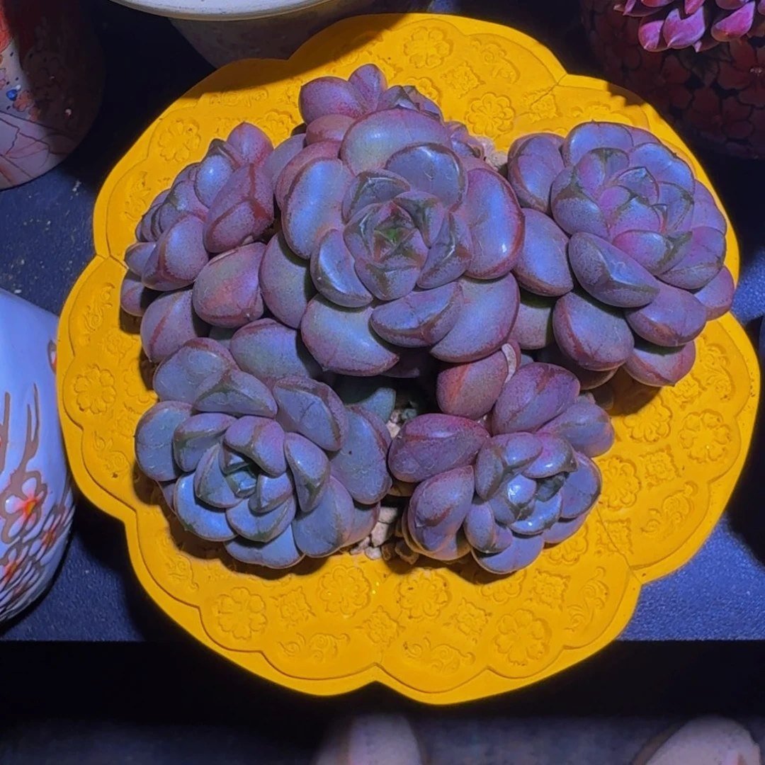 葡萄 群生 一物一拍
