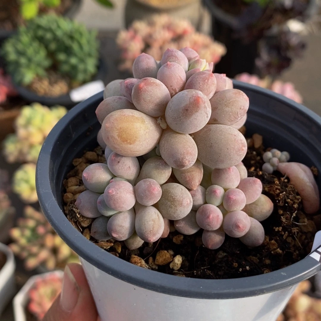 3282婴儿手指5cm多肉