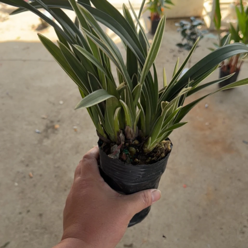 云荷金边建兰/原盆原土发货