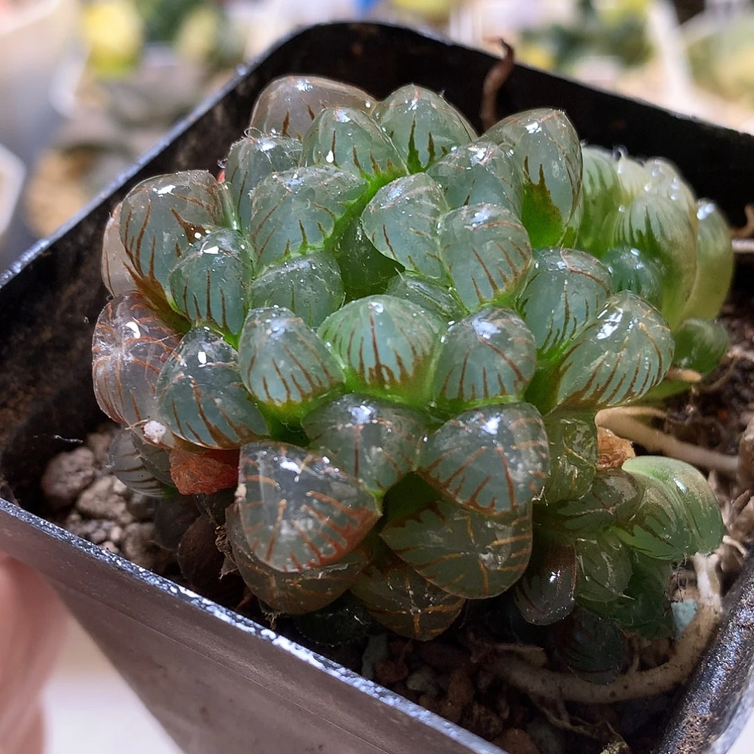 姬玉露带盆土发货looo