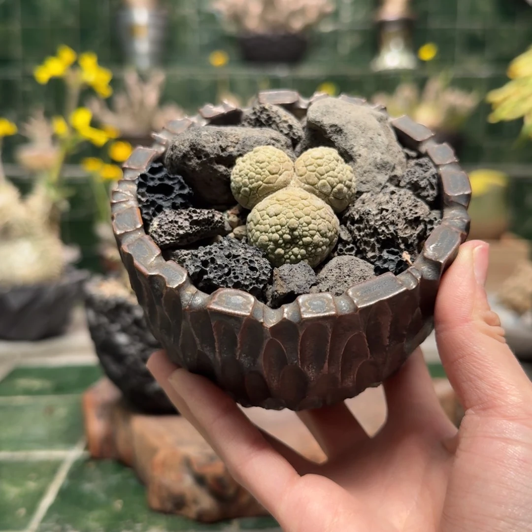 G****r米奇老鼠凝蹄玉 一物一拍