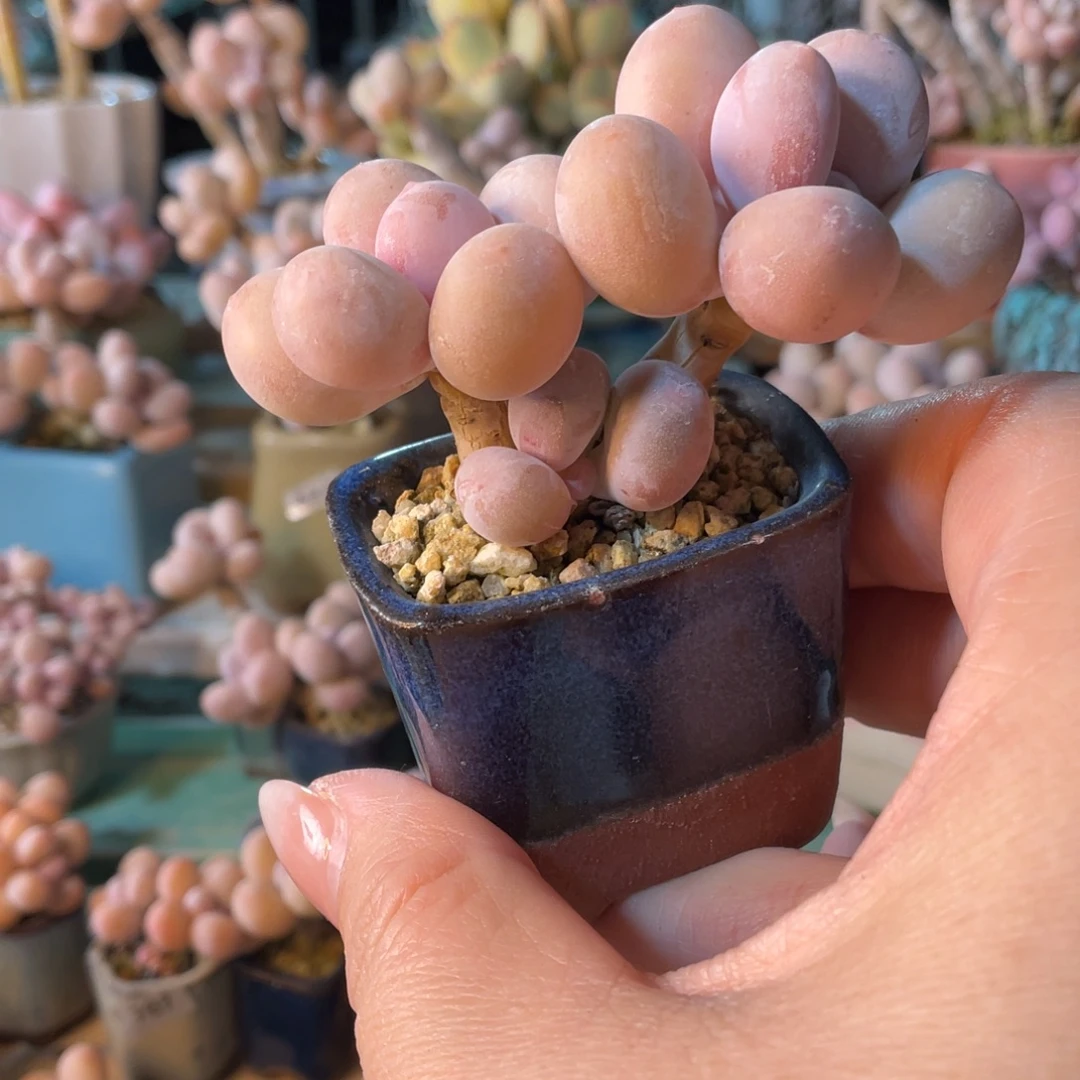 *****多肉植物的生长发育和生长发育