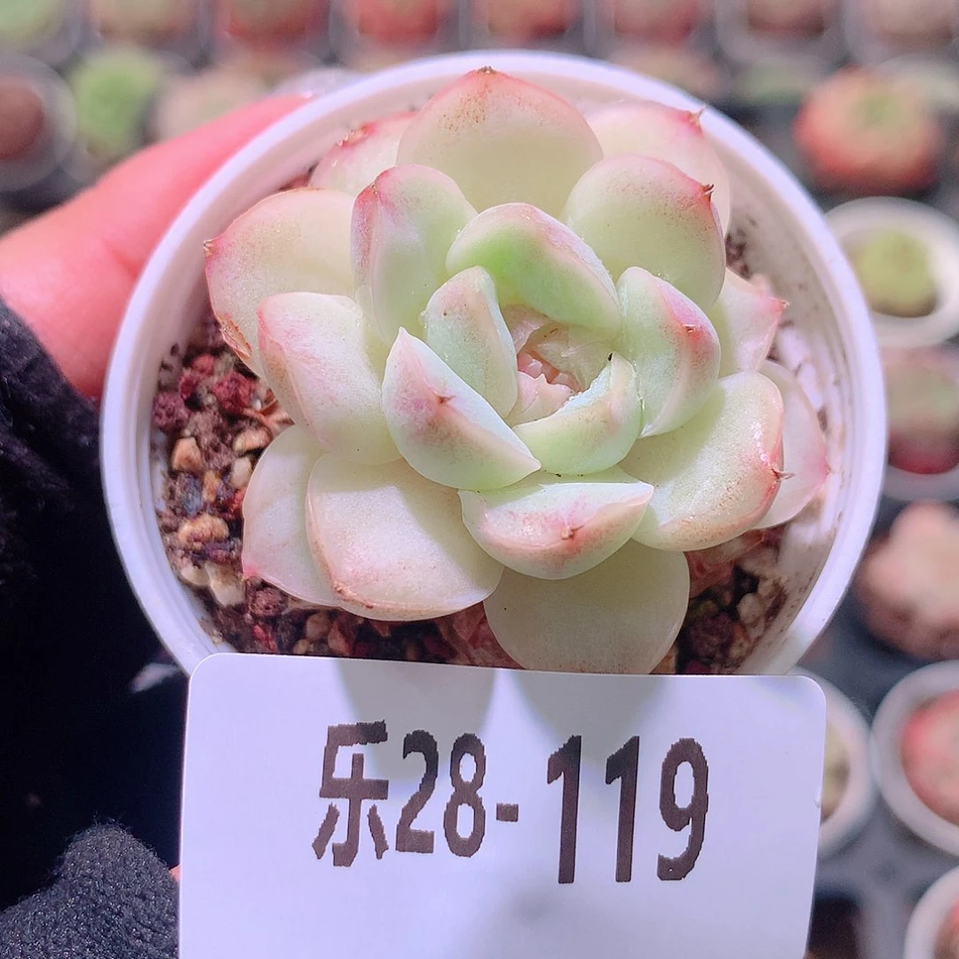 乐然28-119 新品单头