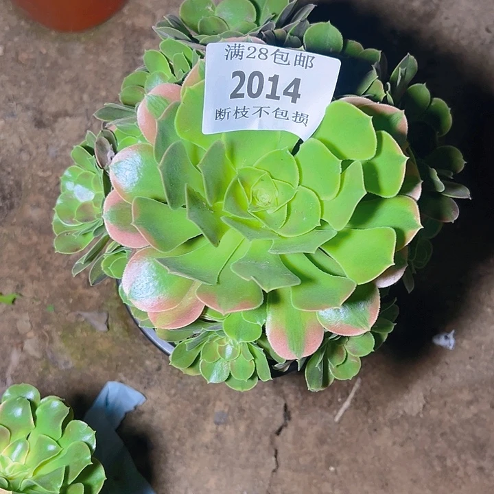 2014香妃多肉植物保护