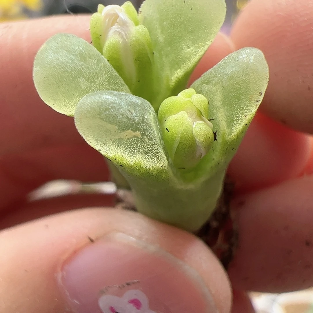 【闪购商品】197 冰风铃