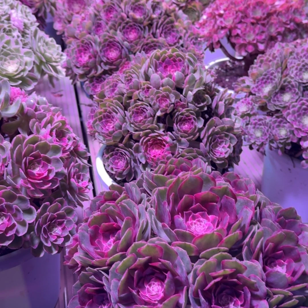 犟***鑋多肉植物法师君哥福利