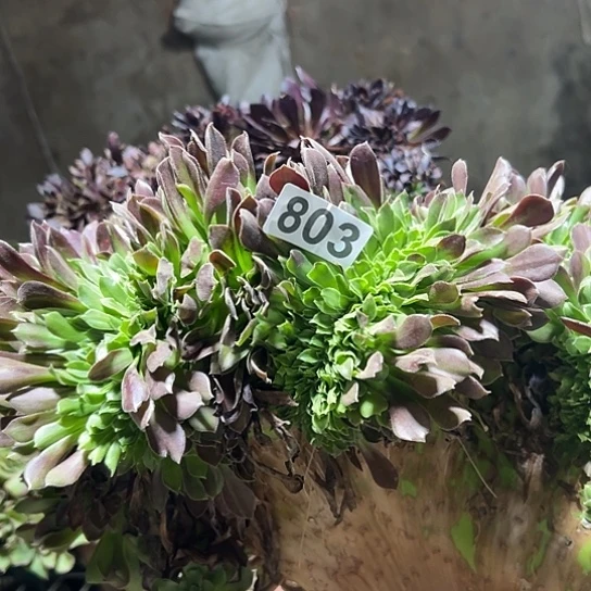 聚***族多肉植物一个欧若拉803微瑕