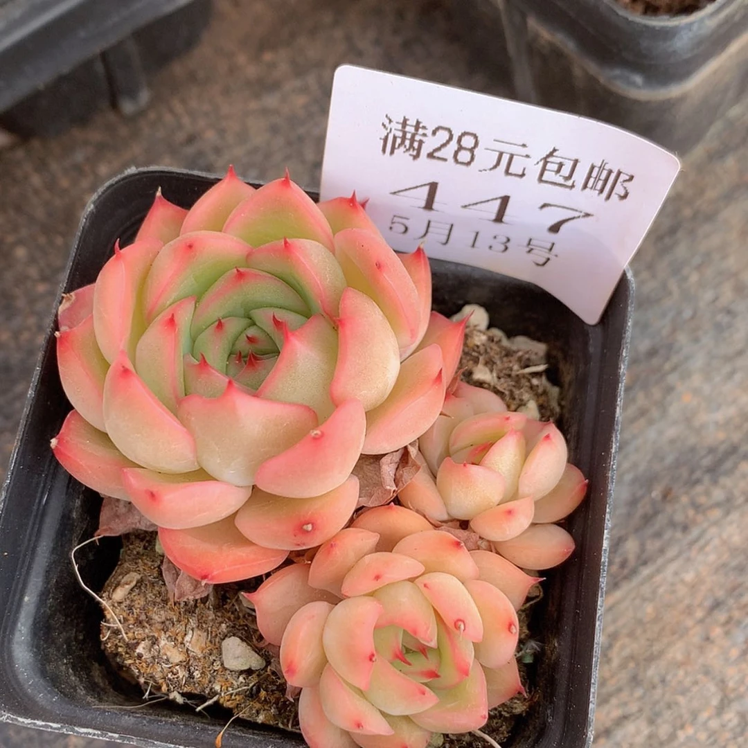 【闪购商品】云447号