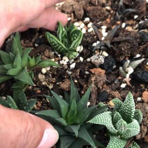 用****7天使之泪和硬叶子