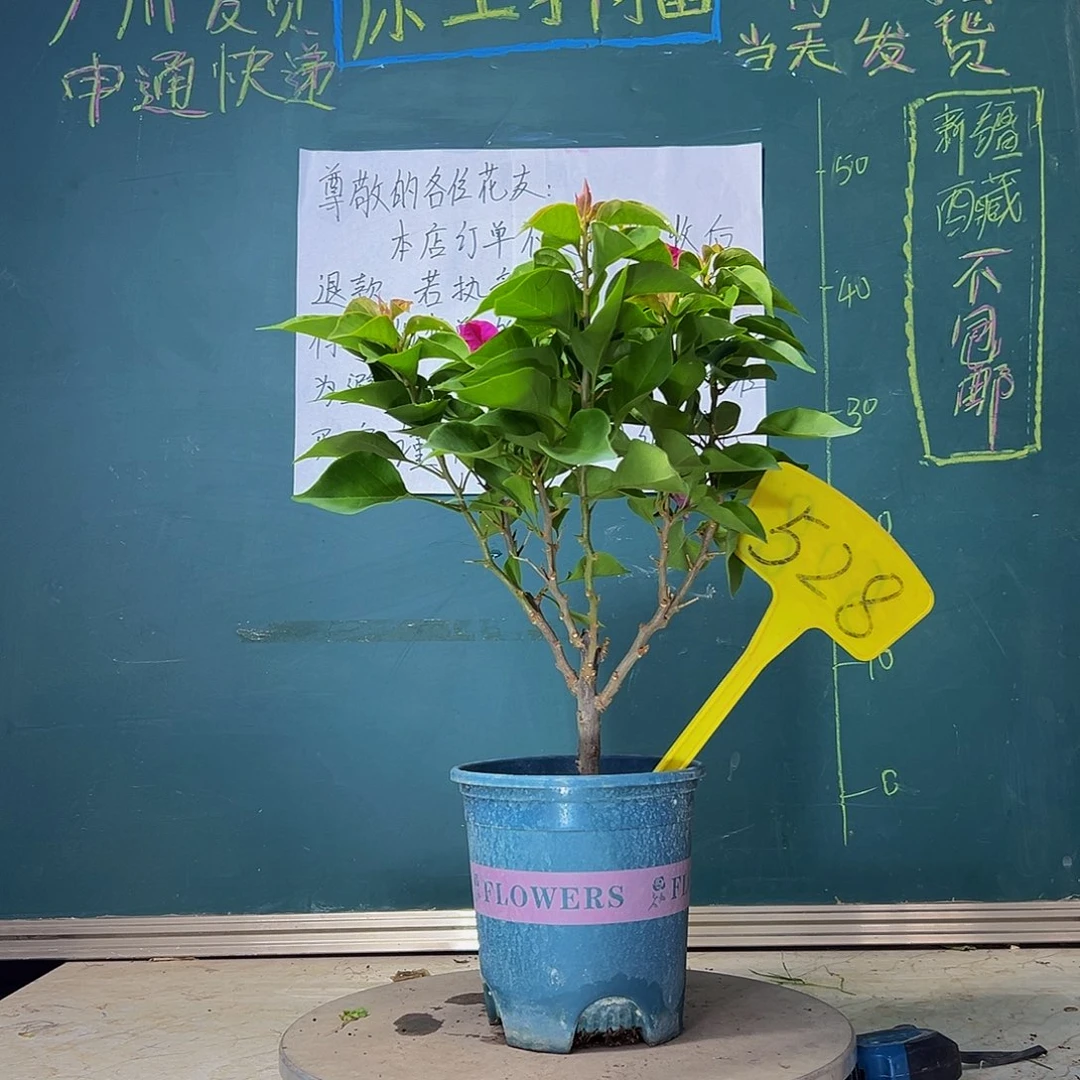 当前无花栽培后可以开花 菲菲娜 528