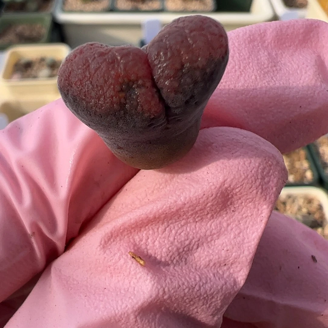 692 好看的多肉冲冲冲