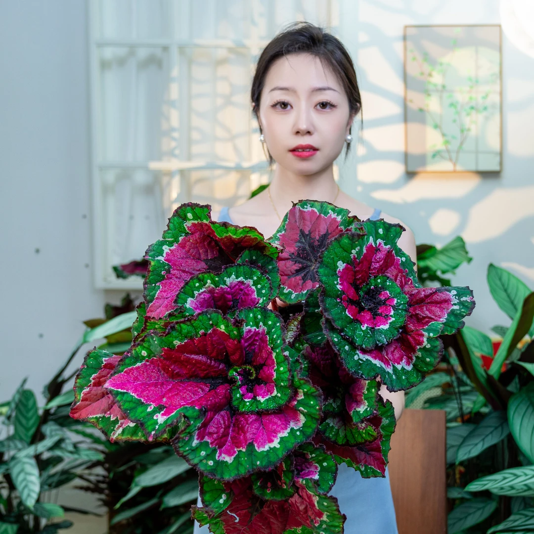 【红蜗牛】轻奢小众好养好看轻盈灵动秋海棠北欧热植盆栽