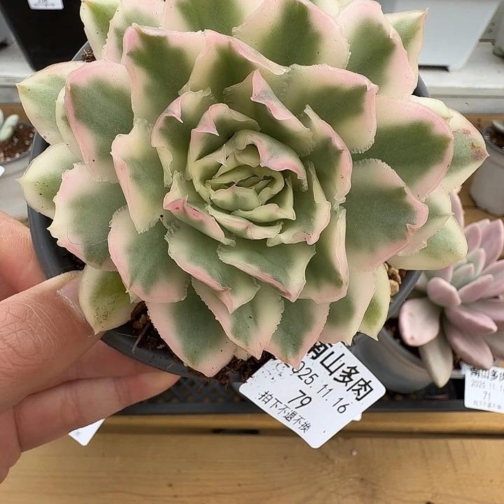 紫蝴蝶锦11111116-79