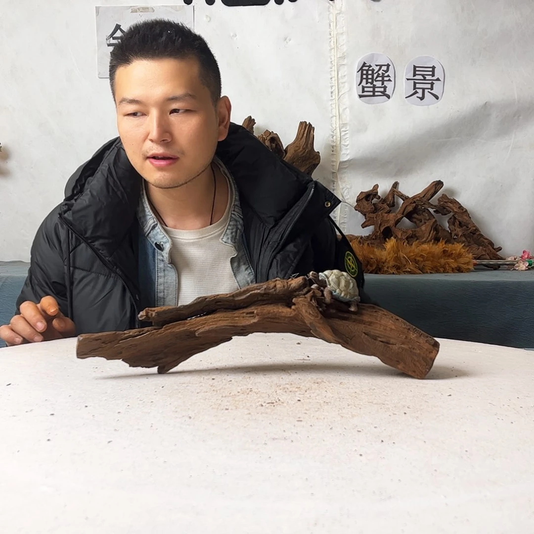 沉木造景爬宠造景