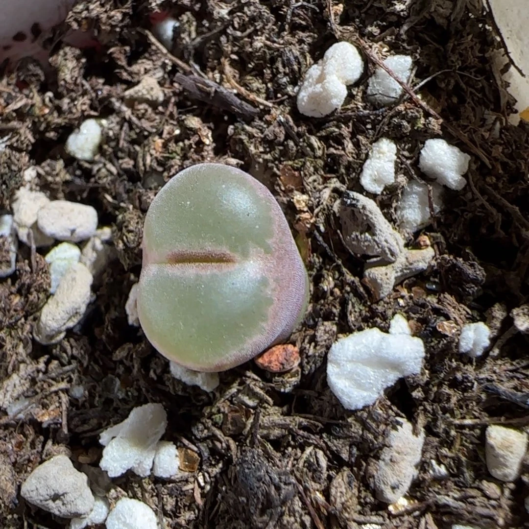 肉锥多肉植物组合-安格1409