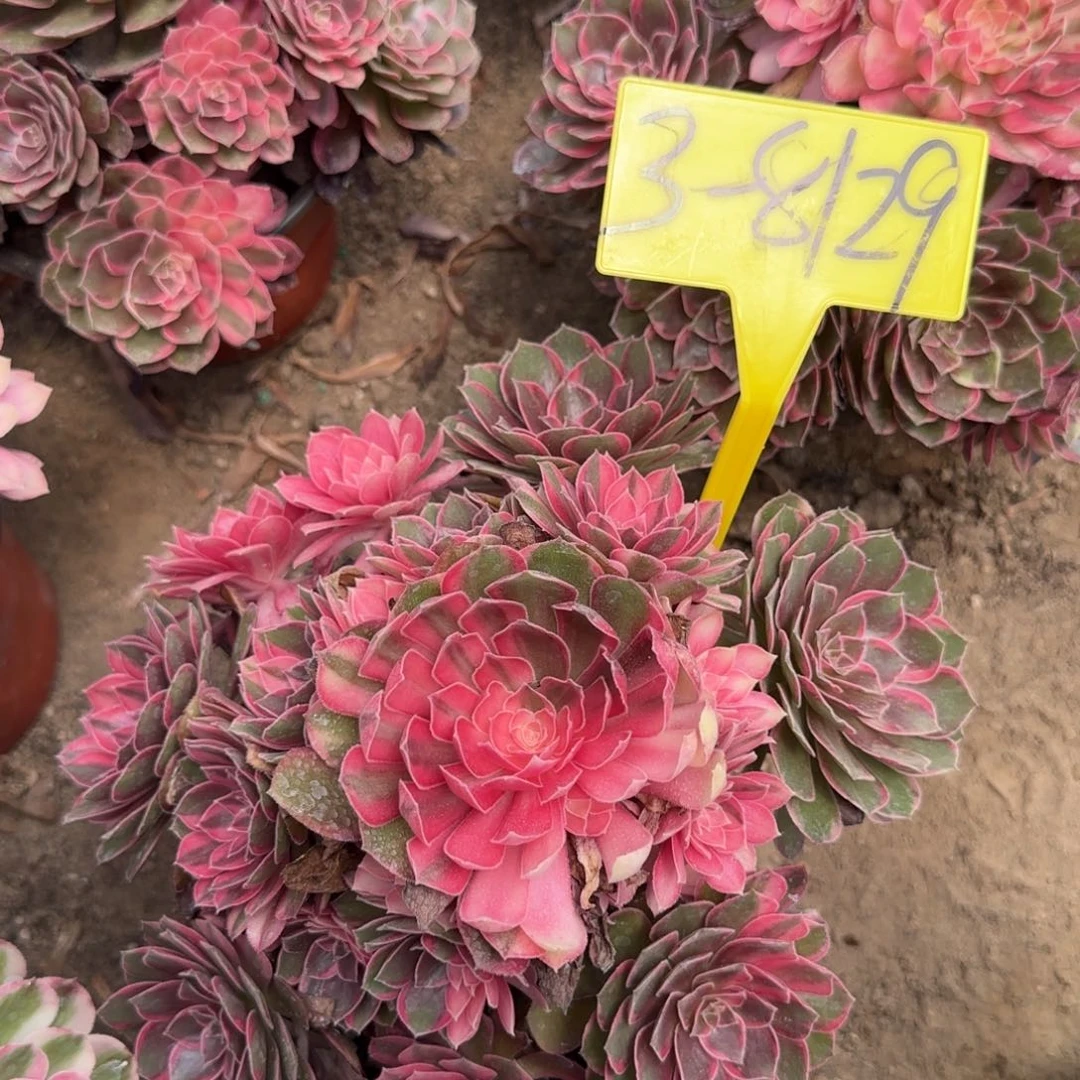 3-8129---黑魔锦多头