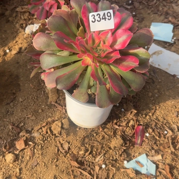 3349香妃清棚处理不包断枝