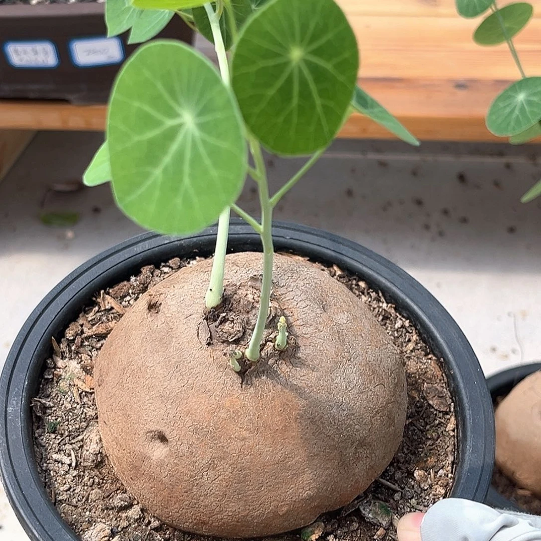 潮流植物 素可泰