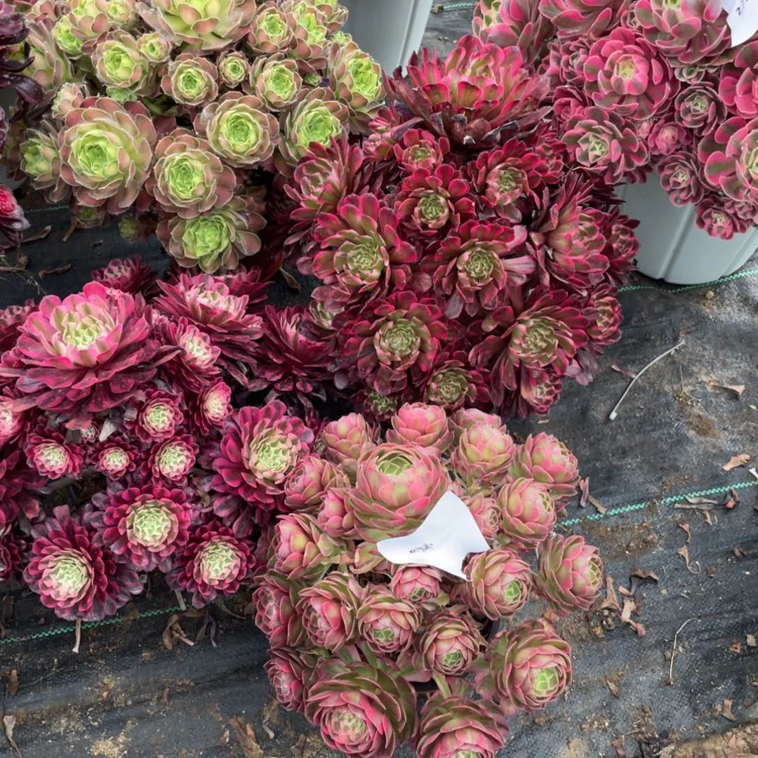 邹*1000000000000000041