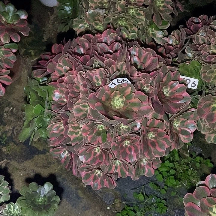 粉女妖166多肉不包断