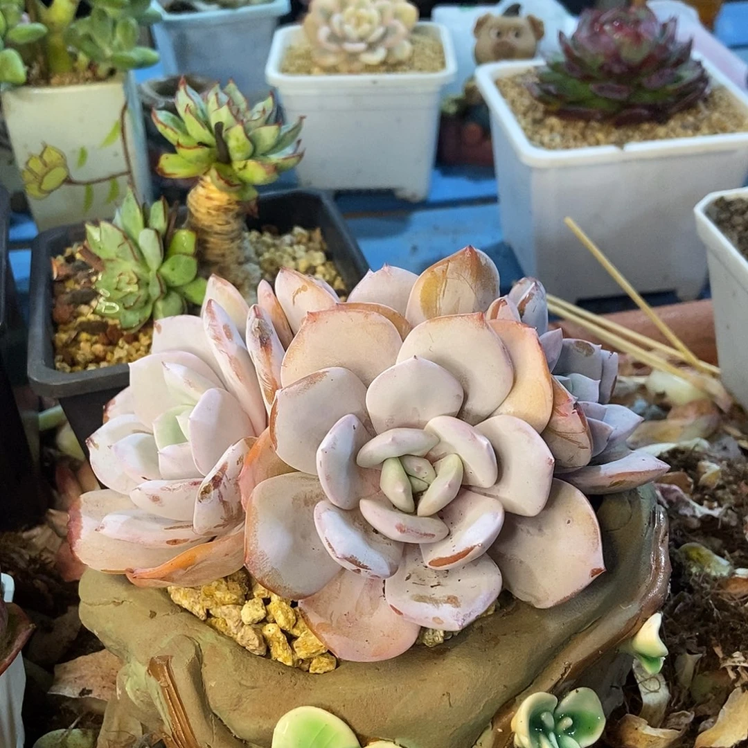 三***祈奶茶四头一物一拍