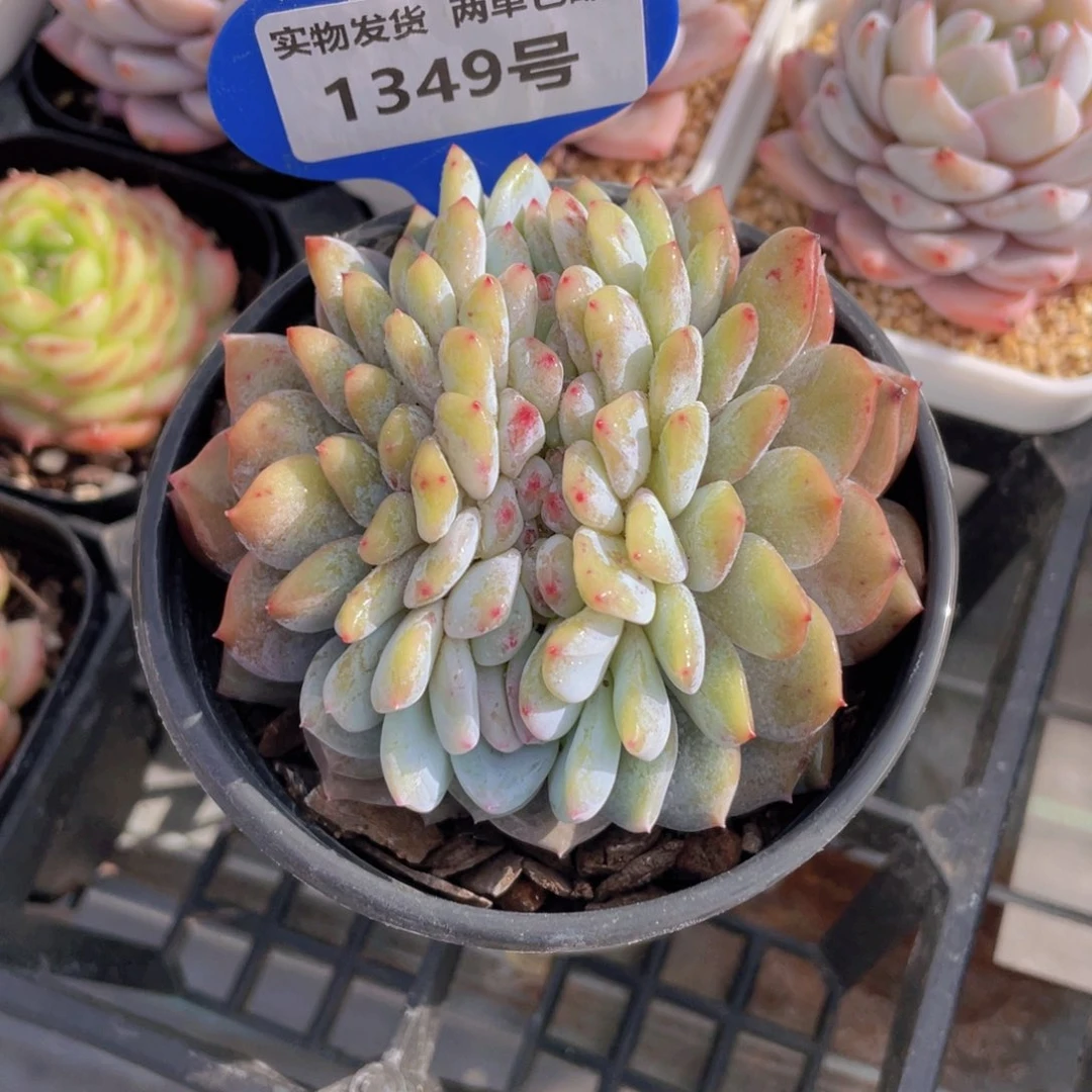 1349号 奶油韩橙缀化福利一个