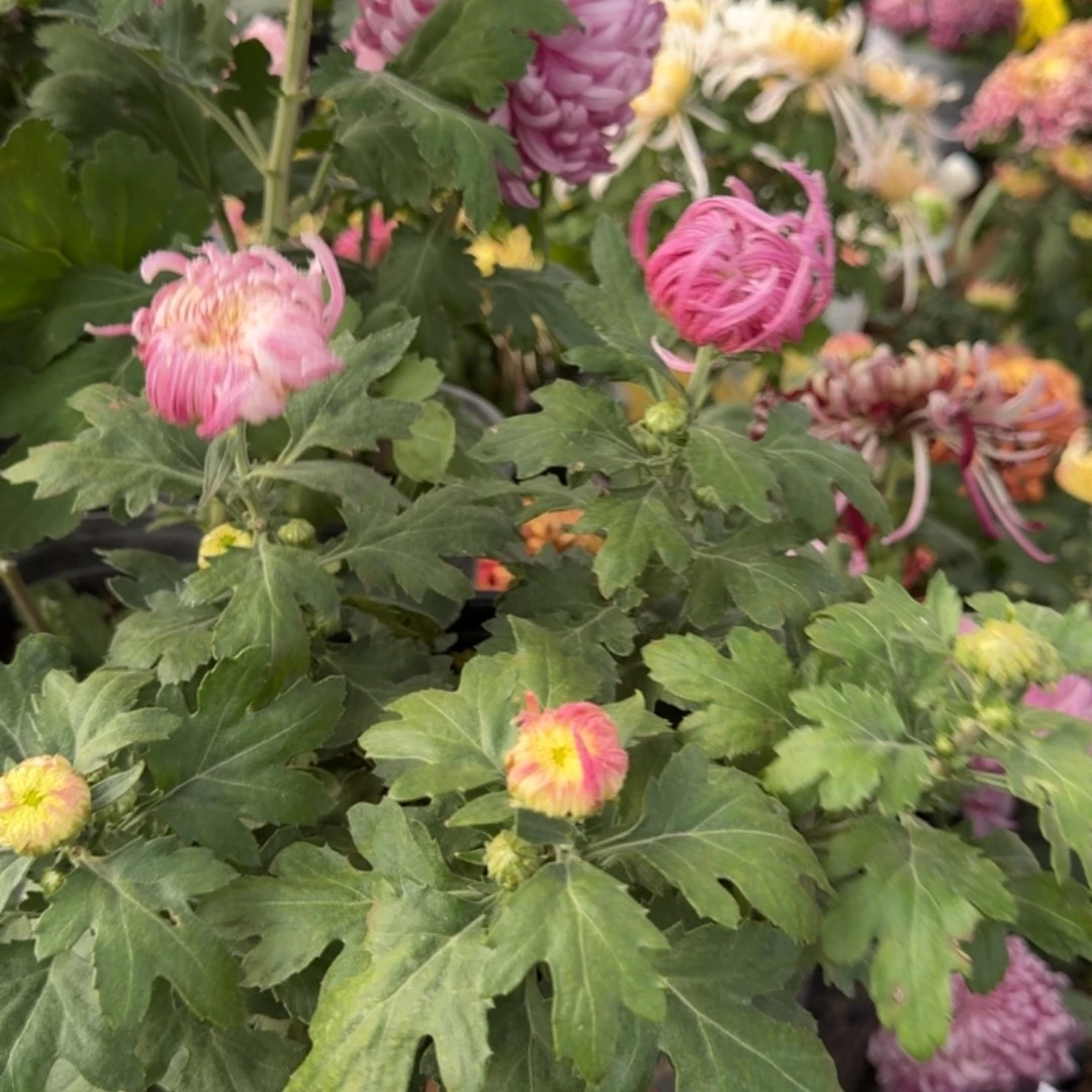 G***.完全开放鹅毛粉黛