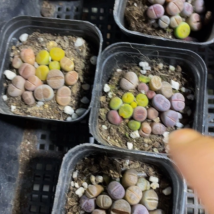 6.5方生石花带盆土发