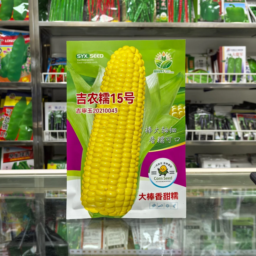 吉农糯15   黄糯