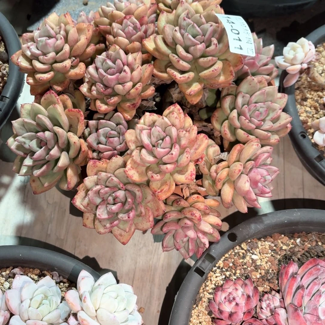 西**…14.11鳄梨多肉一个