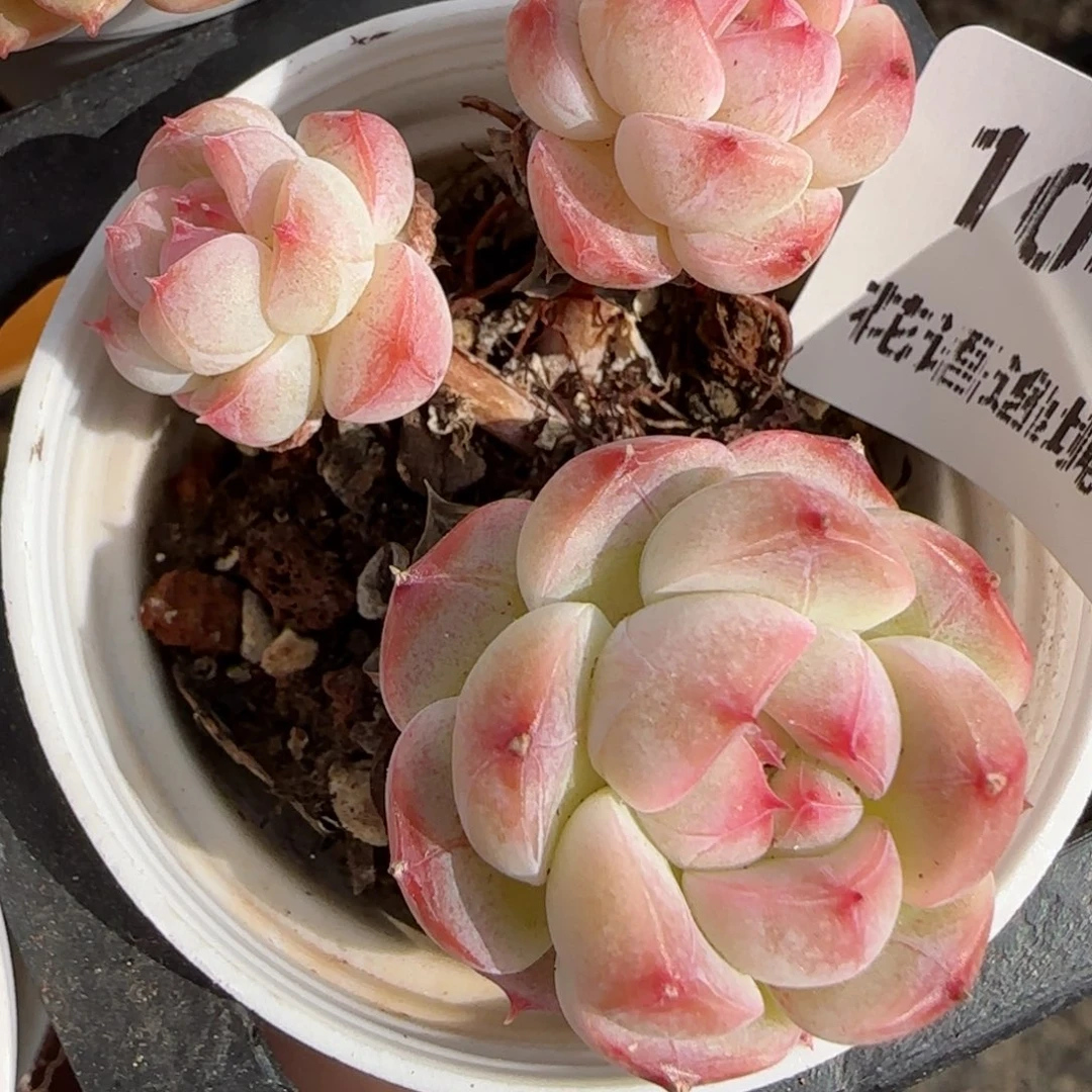花语逸境0222-104