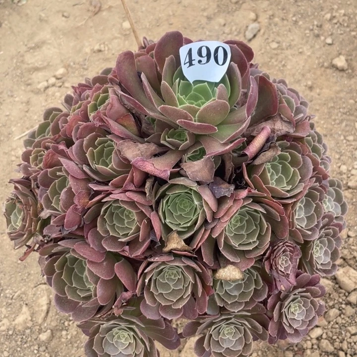 多***子无花朵490多肉植物荷兰玫瑰