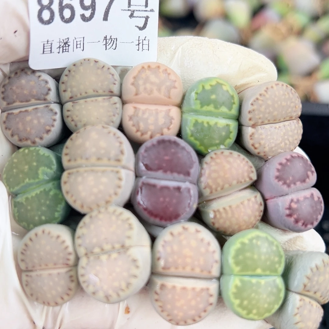 8697四年彩饼干15个1.6cm左右打包出