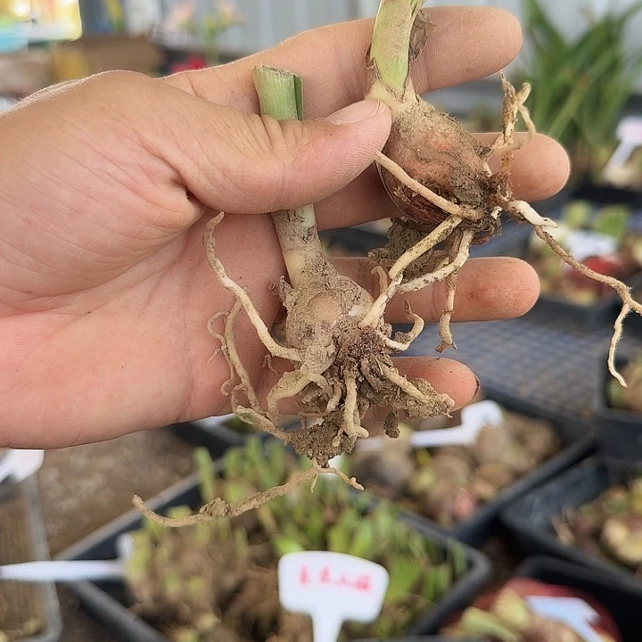 青花瓷朱顶红一棵2+