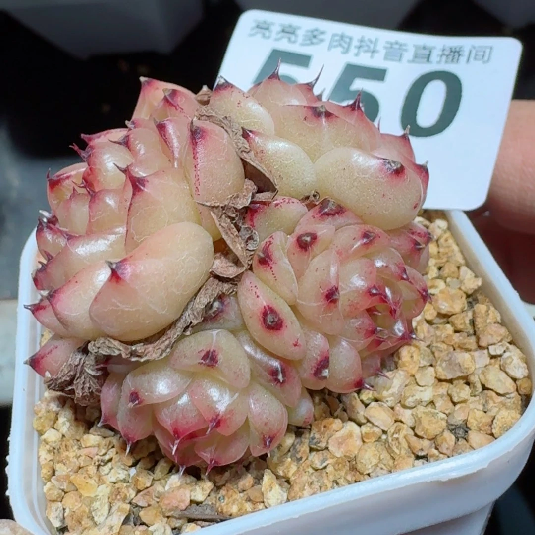 熊猫         多肉植物新品上新