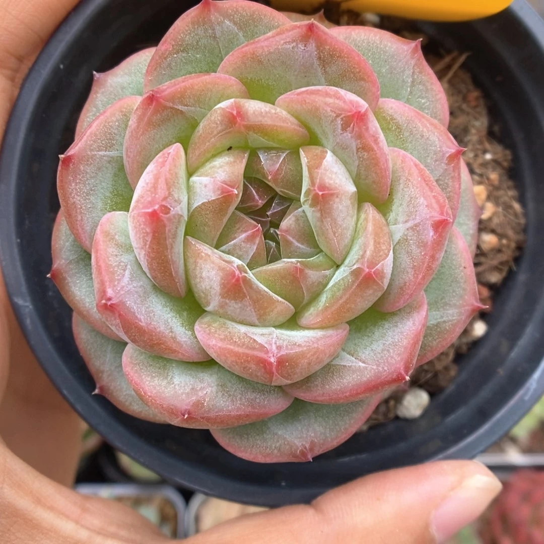 暮云可拍309号。