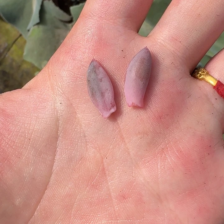 美人叶片一物一拍