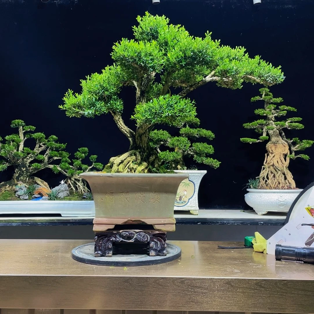 黄杨盆景四季常青
